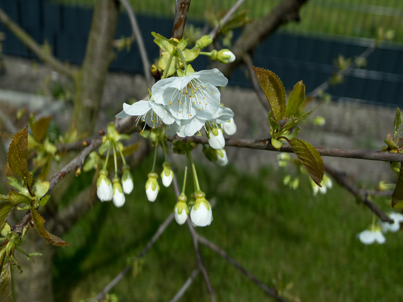 Blüten der Obstbäume