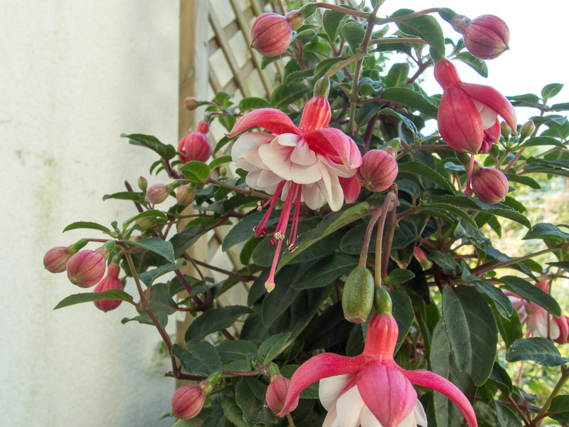 Fuchsienblüten