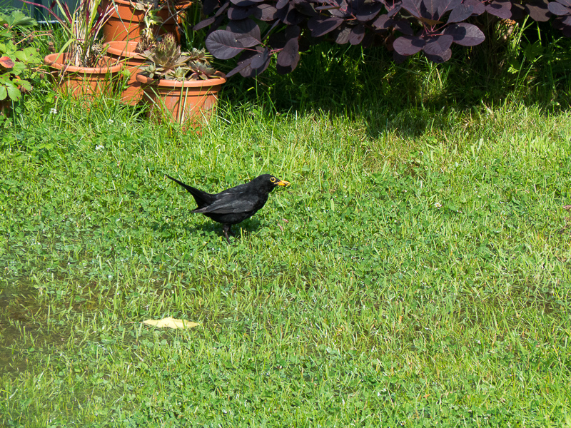 Herr Amsel