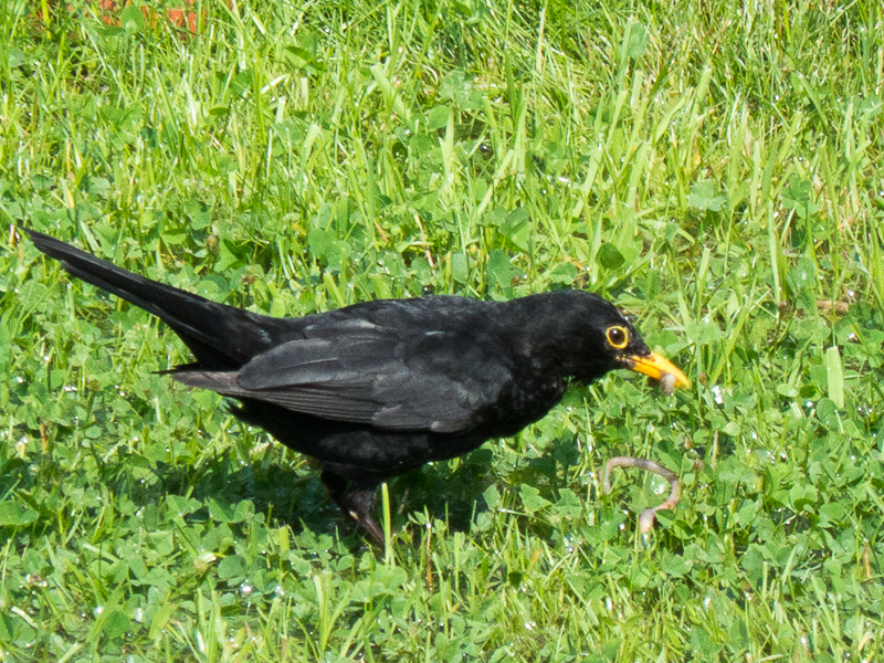 Herr Amsel