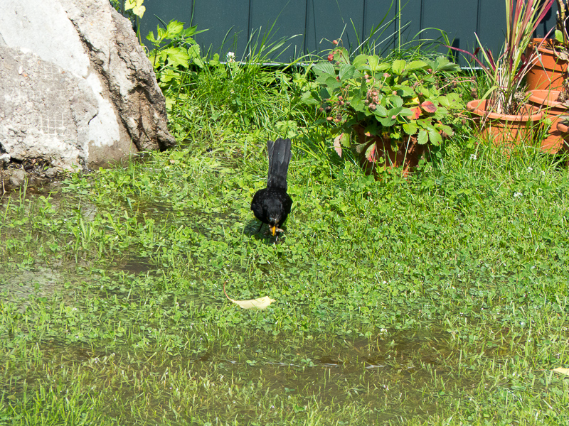 Amsel