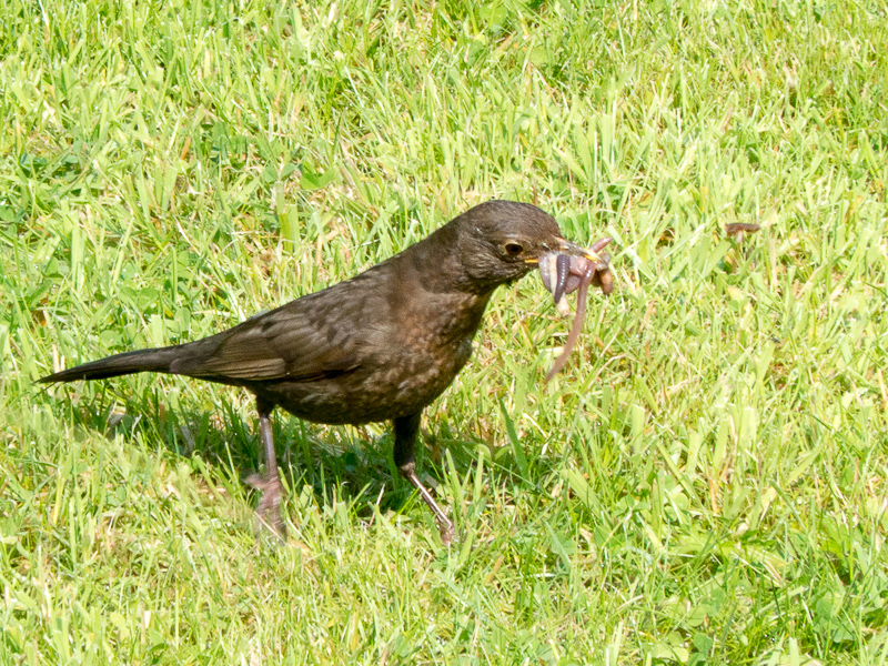 Frau Amsel