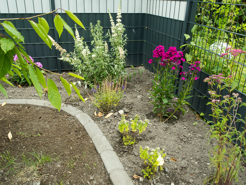 Sommerflieder, Phlox und Schafgarbe