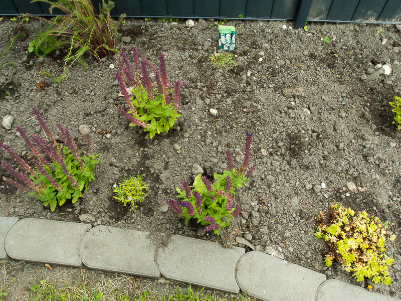 Lavendel, Stockrose, Ziersalbei