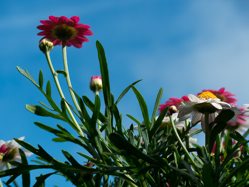 Eselbepflanzung Margeriten