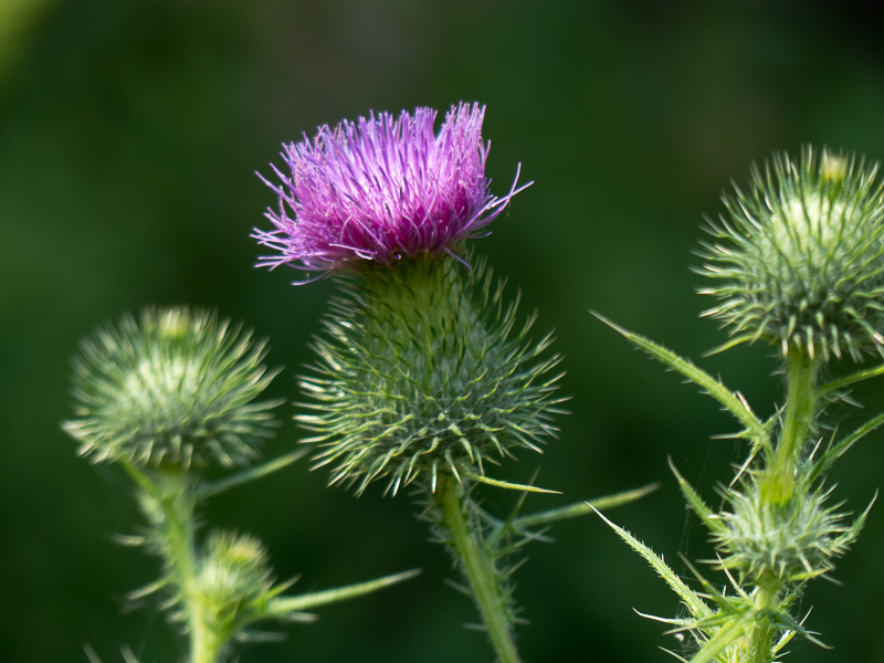 Distel am Zaun