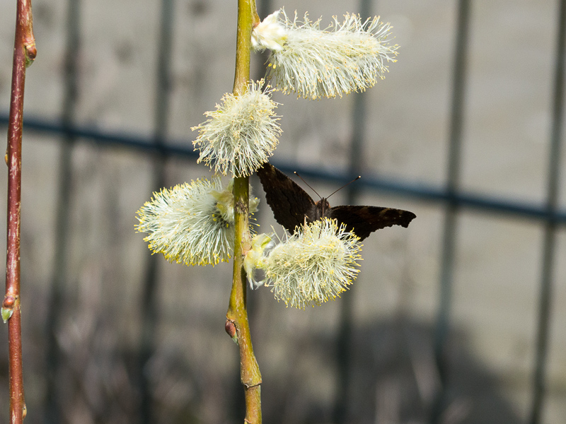 Schmetterling auf Hängeweidenkätzchen