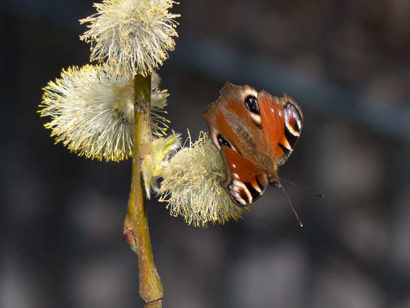 Schmetterling auf Hängeweidenkätzchen