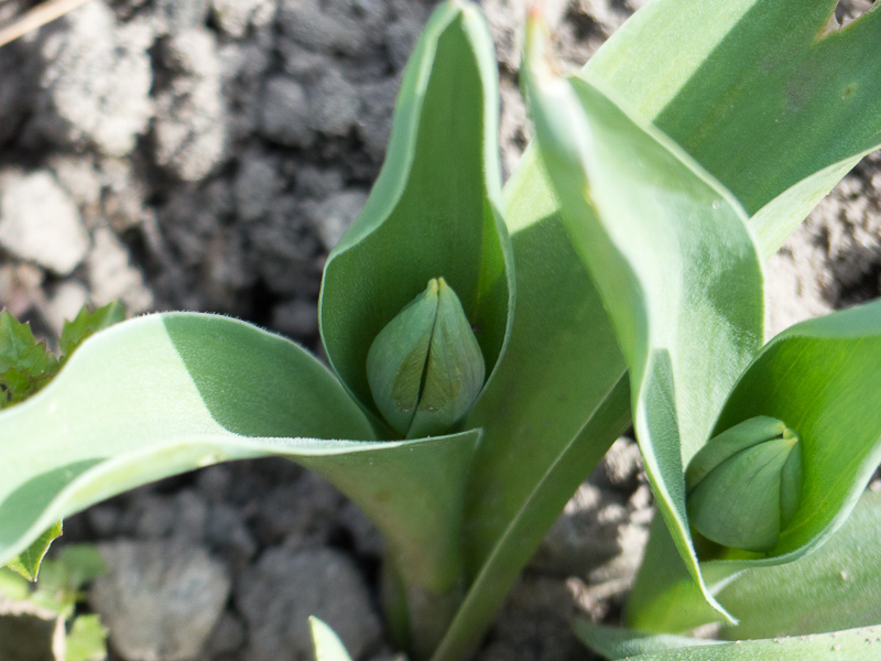 Tulpe