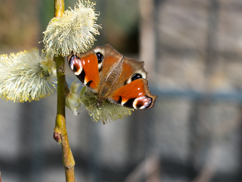 Schmetterling auf Hängeweidenkätzchen