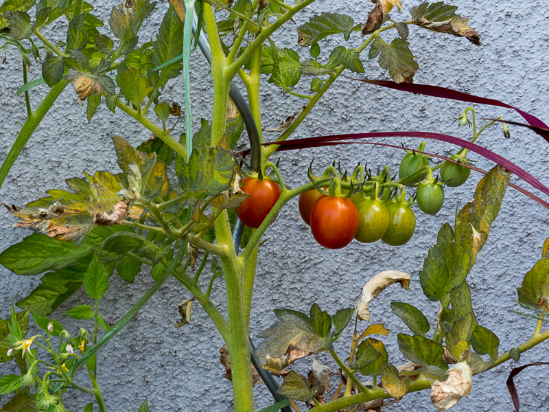 rote Tomaten