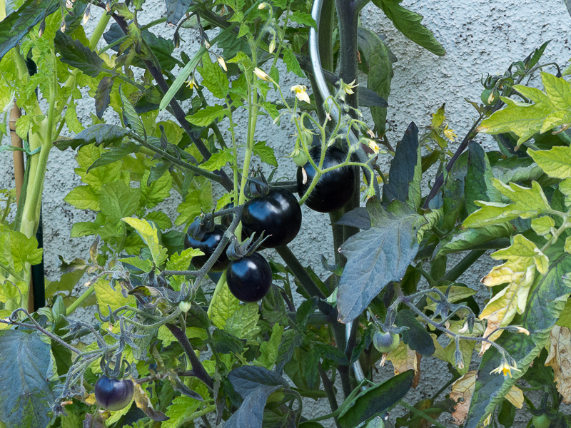 schwarze Tomaten