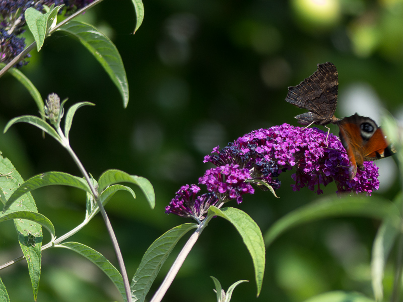 Schmetterlingsbesuch beim Sommerflieder