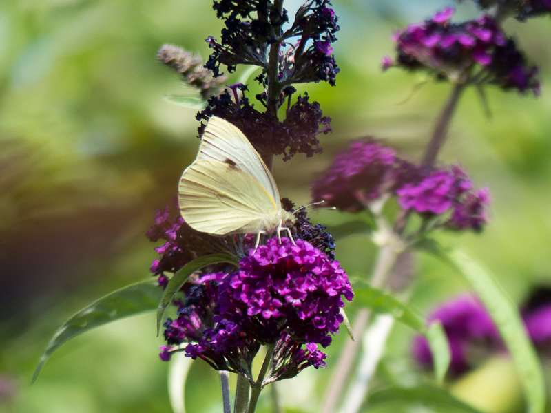 Schmetterlingsbesuch beim Sommerflieder