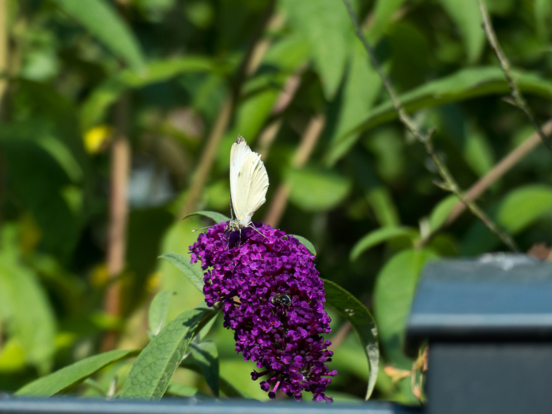 Schmetterlingsbesuch beim Sommerflieder