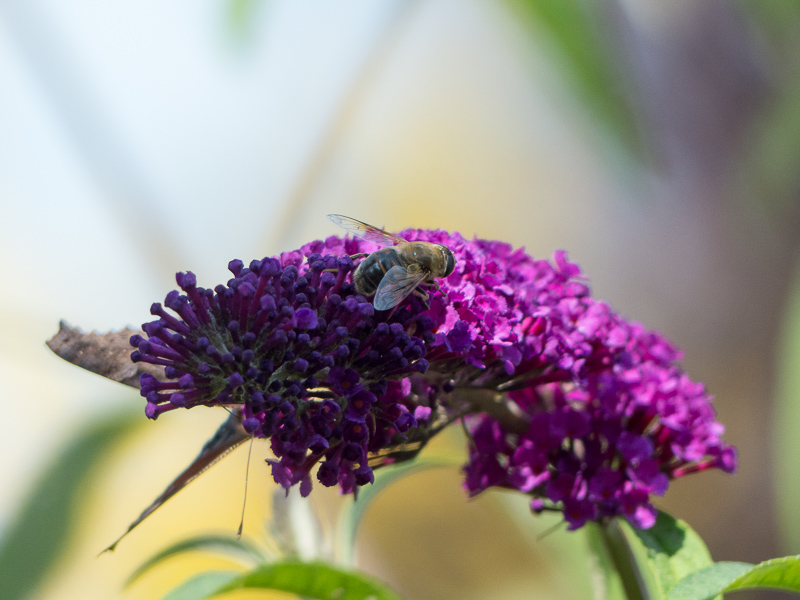 Schmetterlingsbesuch beim Sommerflieder