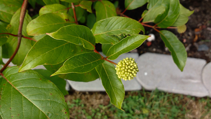 Blüten des Knopfbusches