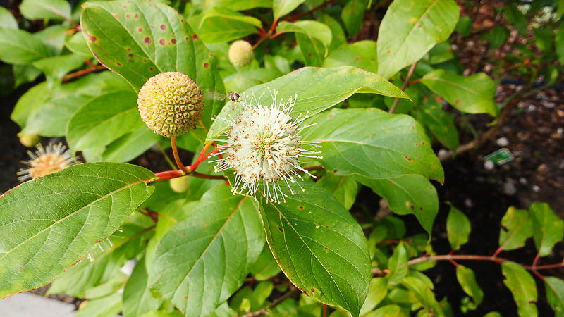 Blüten des Knopfbusches