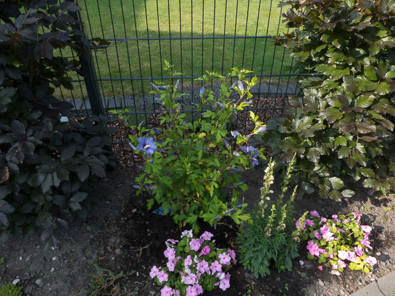 Hibiscus mit Löwenmäulchen und Fleißigen Lieschen