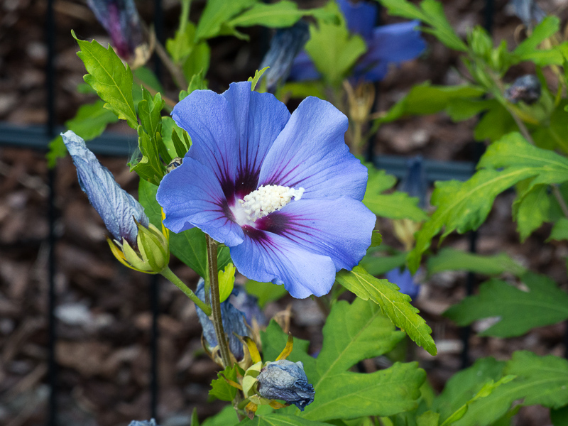 Hibiscus