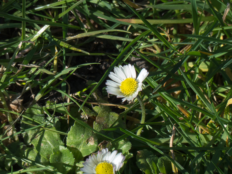 Gänseblümchen