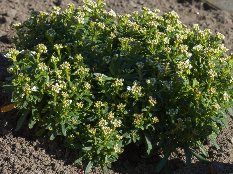 Schleifenblume – Iberis Sempervirens