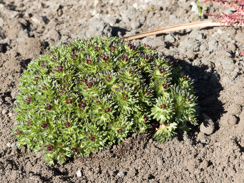 Moossteinbrech – Saxifraga arendsii rot