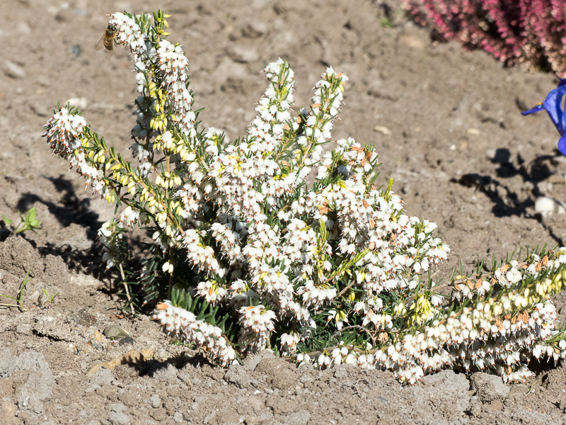 Eine Biene? zu Besuch