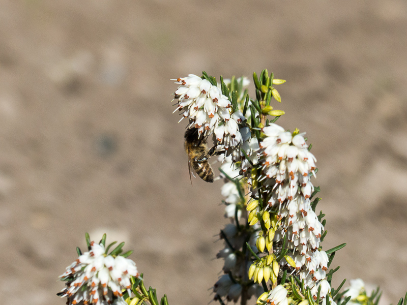 Geflügelter Besuch