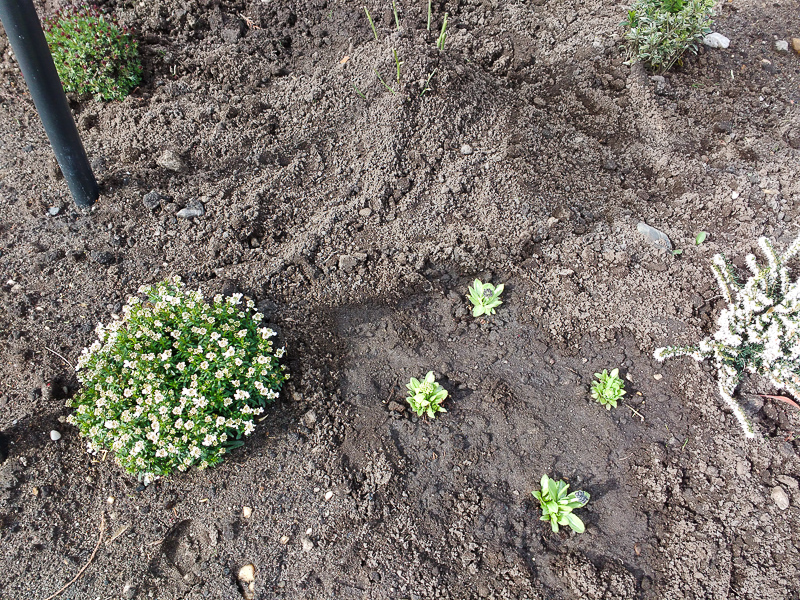 Schleifenblume und Kugelprimeln