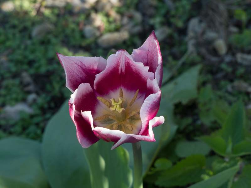 Tulpe