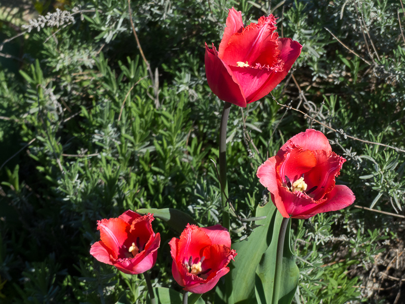 Tulpe