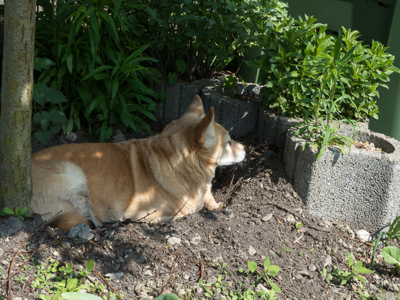 Grace in der Kuhle