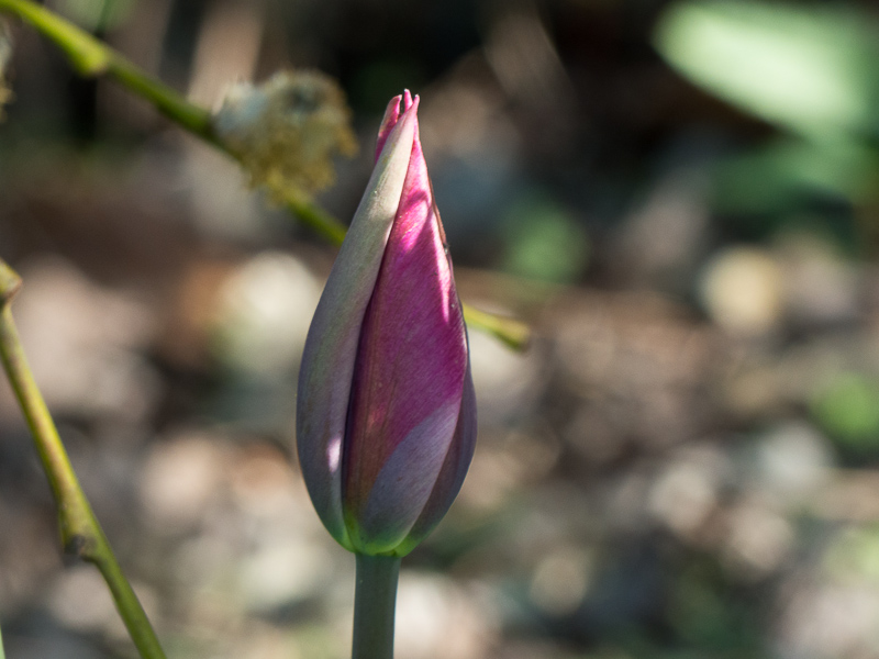 Tulpe