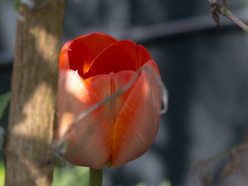 Tulpe