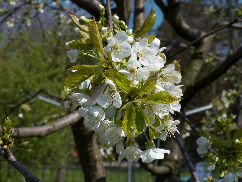 Besucher an den Kirschblüten