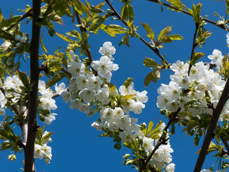 Kirschblüte