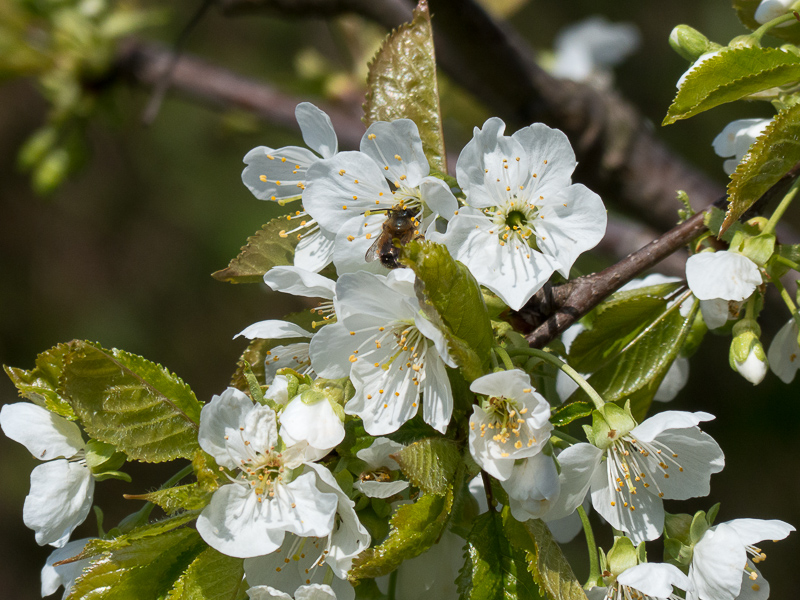 Kirschblüten