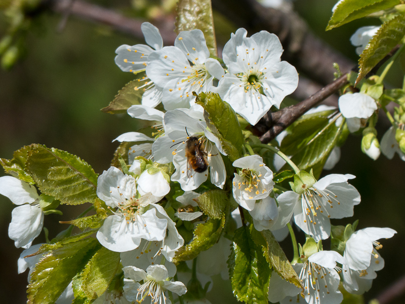 Besucher an den Kirschblüten