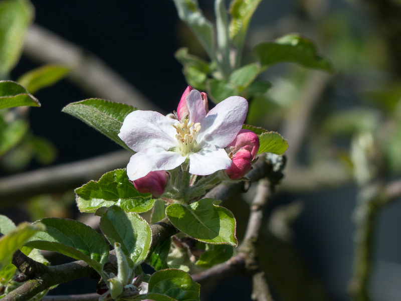 Apfelblüte