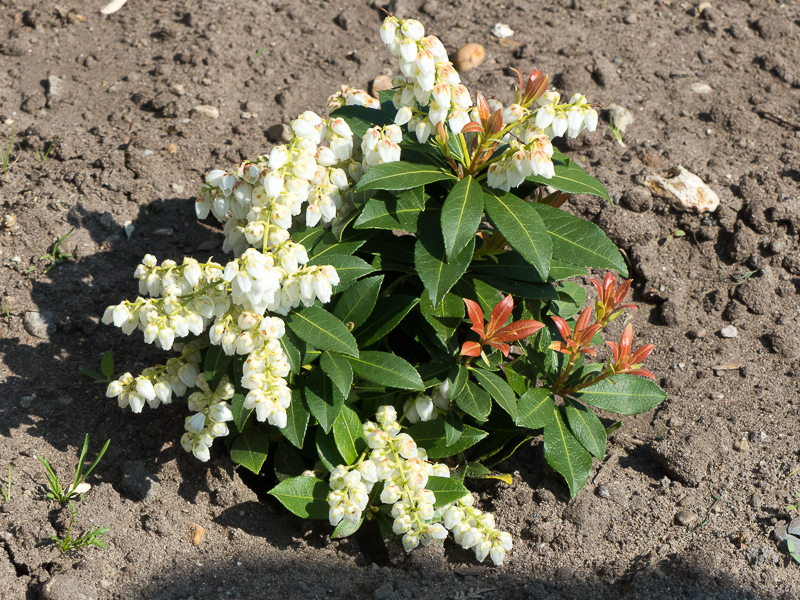 Japanische Lavendelheide Pieris Japonica Sinfonie 