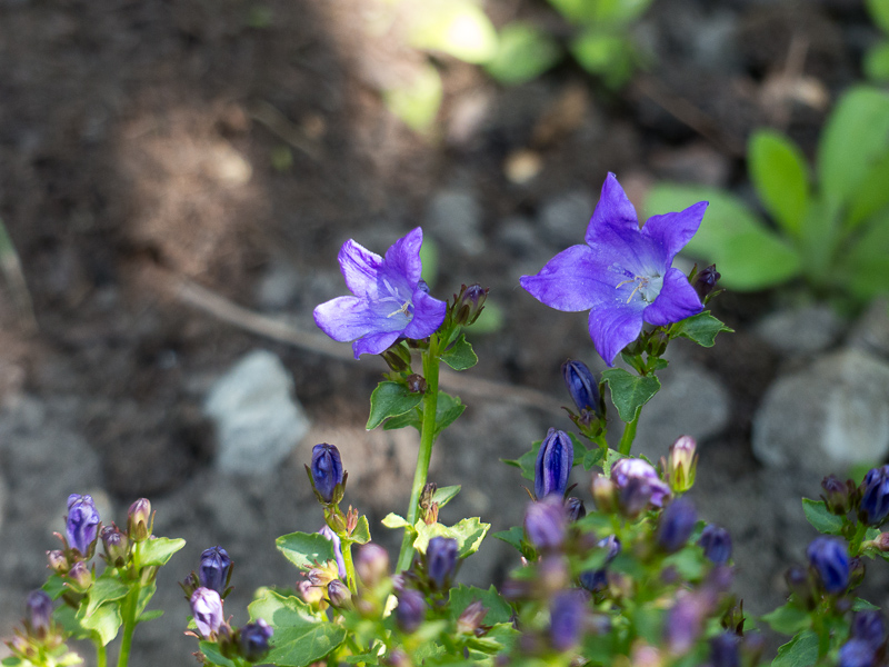 Glockenblumen