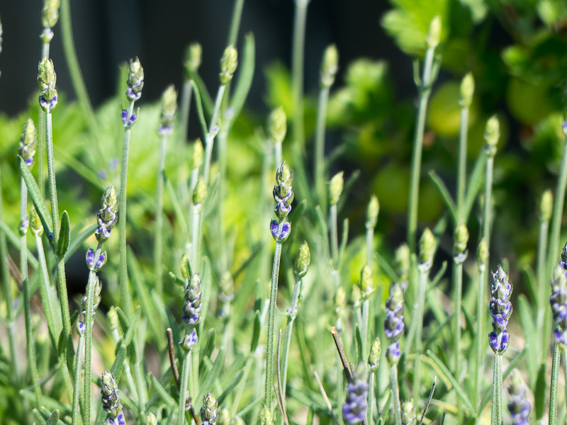 Lavendel