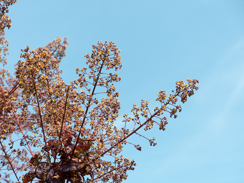 Blüte des Roten Perückenstrauches