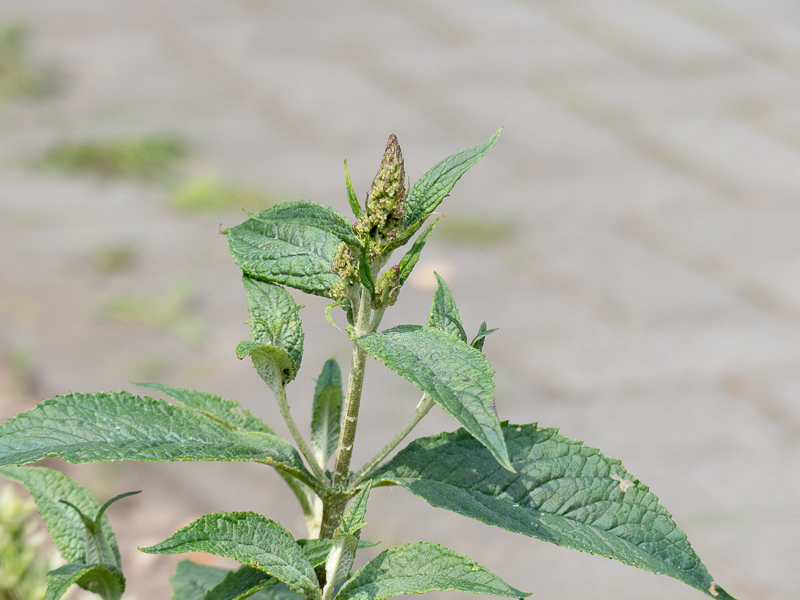 Knospen am Sommerflieder