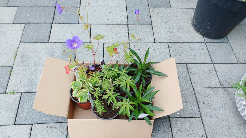 Wiesen-Storchschnabel (Geranium pratense ‚Orion‘), Schöne Fetthenne (Sedum spectabile ‚Rosenteller‘), 3x Kissen-Aster (1x Aster Dumosus-Grp. ‚Augenweide‘, 1x Aster Dumosus-Grp. ‚Prof. A. Kippenberg‘, 1x Aster Aster Dumosus-Grp. ‚???‘, soll in purpurrot blühen)