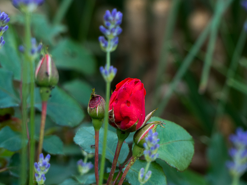 Rose hinter Lavendel