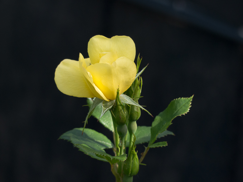 Rose Tottering by Gently