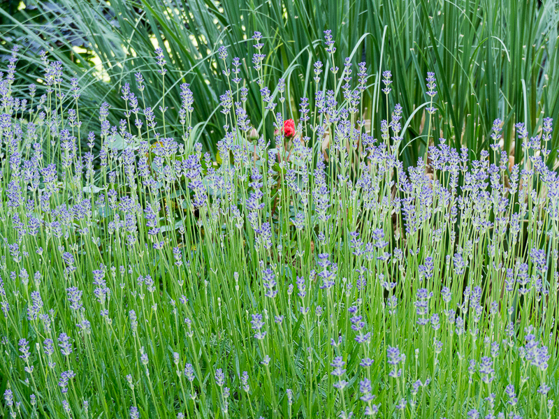 Rose hinter Lavendel