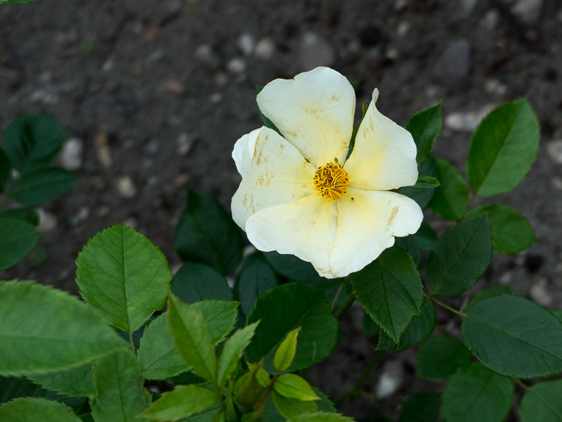 Rose Tottering by Gently